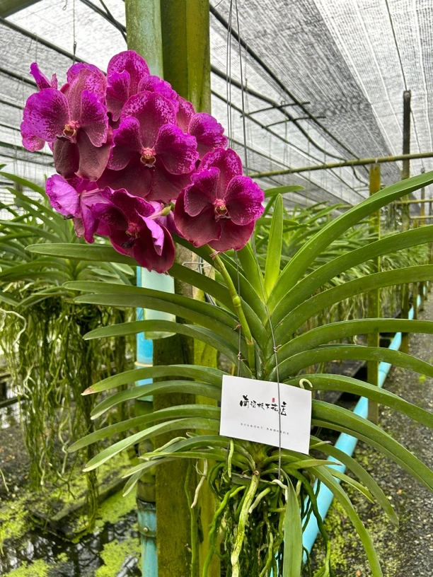 【南诏优品二级】Vanda • Duang Marry铛铛玛丽万代兰大花 花期长