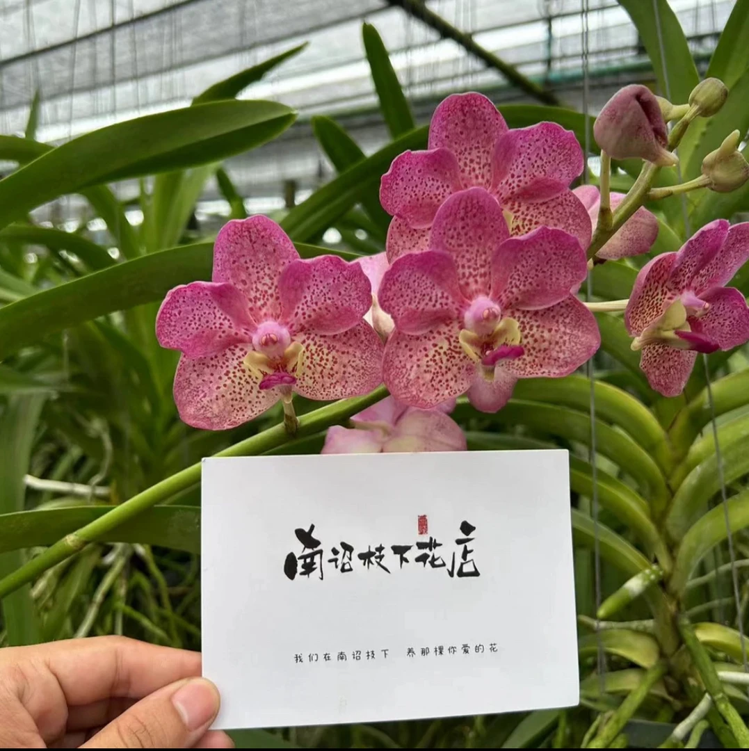 【磊子优选二级】泰国蜜月 Honeymoon万代兰花大艳丽 易养护