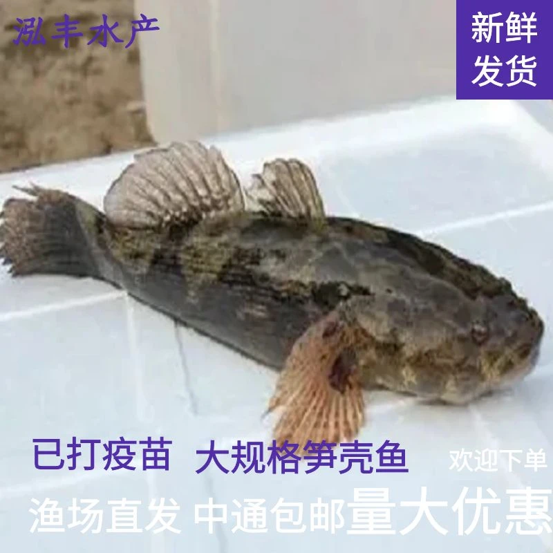笋壳鱼苗 云斑 尖塘鳢鱼 沙塘鳢鱼 呆子鱼 趴地虎 观赏宠物鱼
