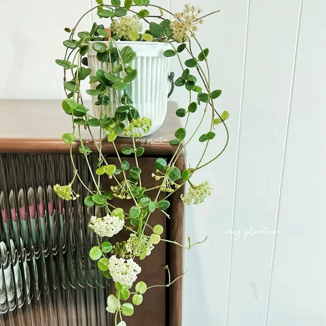 腾冲球兰小叶球兰叶脉清晰植物开花绿色办公室阳台桌面盆栽