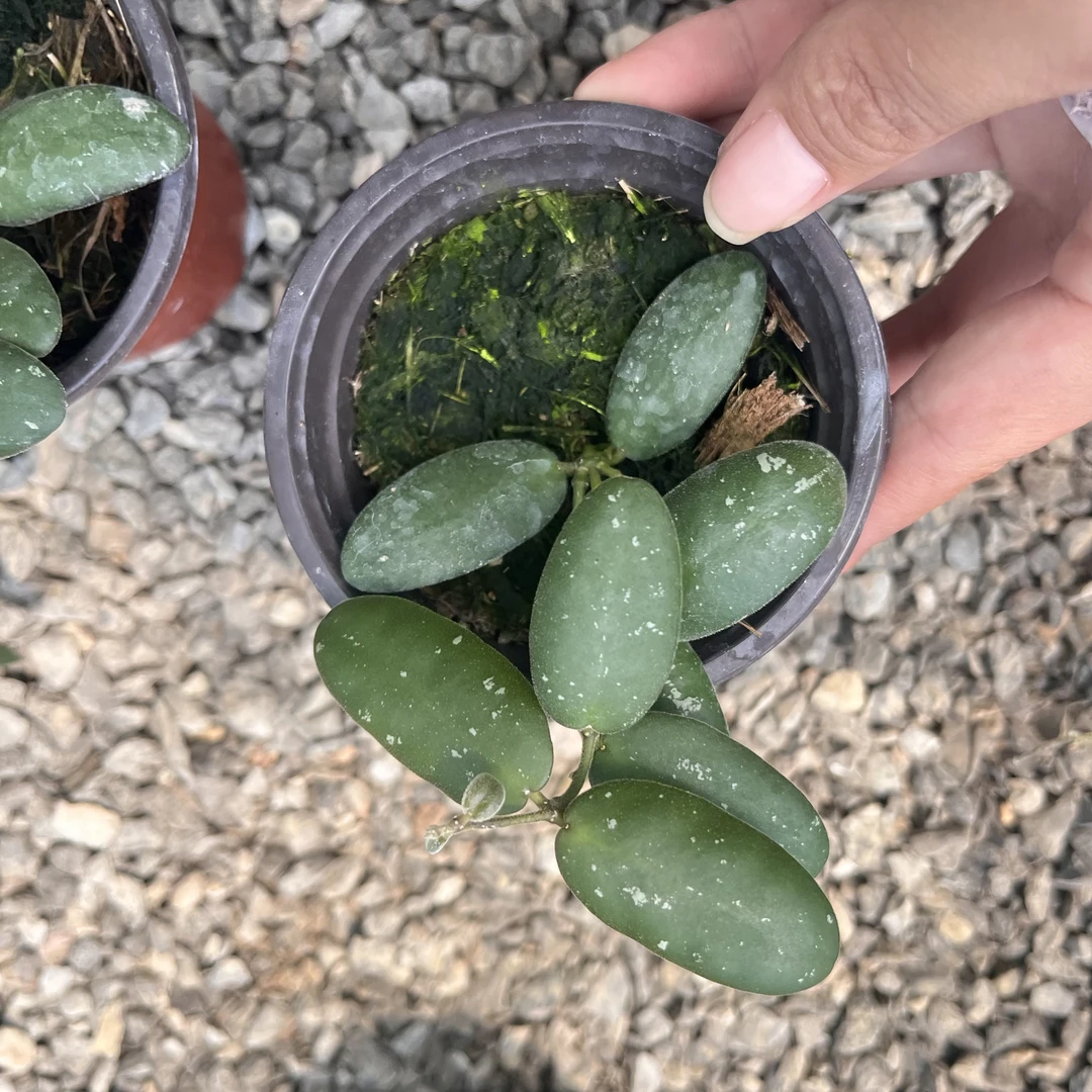 玉扣球兰小叶球兰小巧精致盆栽办公桌阳台书桌盆栽开花球兰心叶