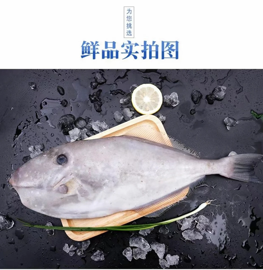 连云港发货 马面鱼 剥皮鱼每条1斤到2斤