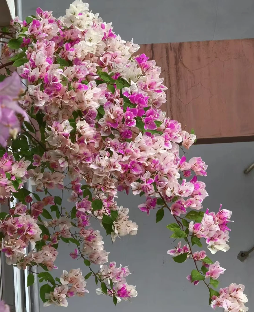 一物一拍三角梅 新鲜绿植运输途中掉花掉叶是正常现象介意慎拍