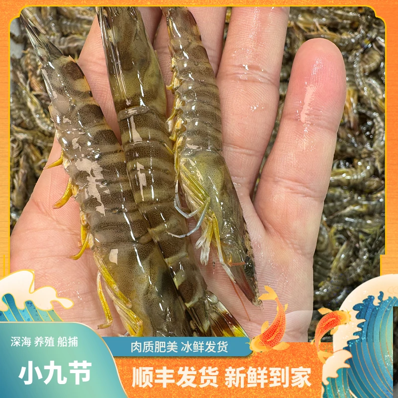 福建船捕【小九节虾】深海捕捞500克鲜活冰冻发货渔船直供新鲜到家