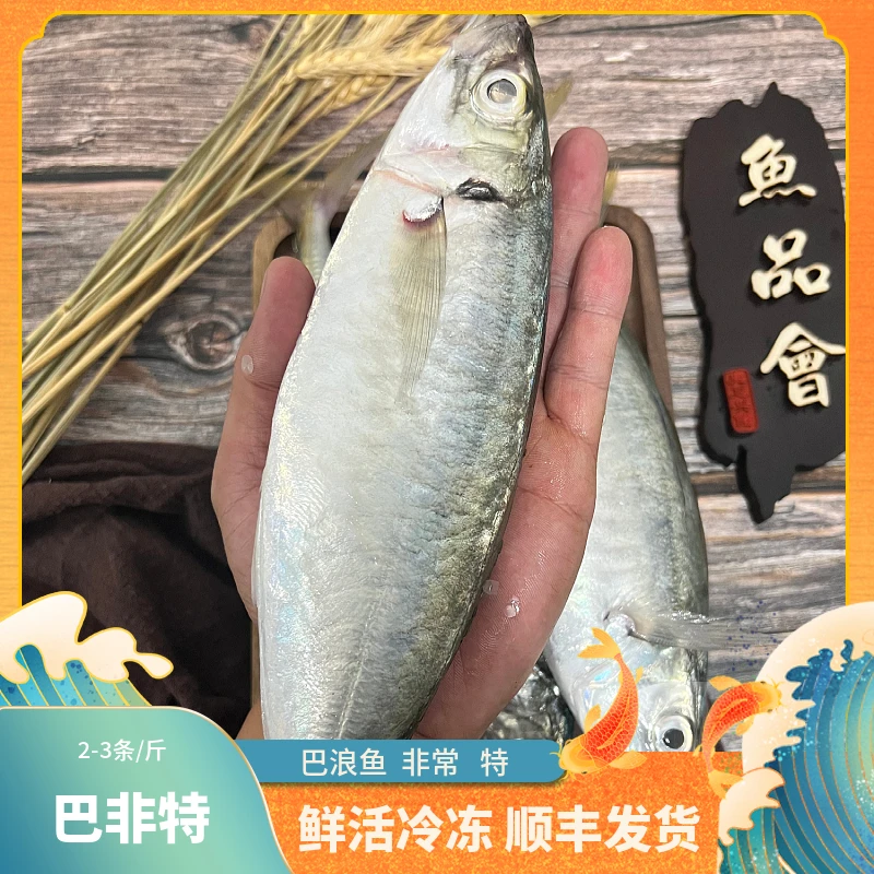 福建船捕【巴浪鱼】顺丰当天冰鲜发货