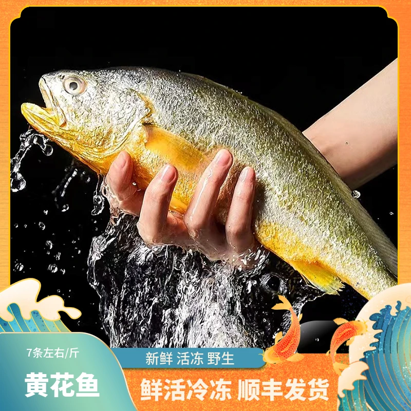 福建船捕【黄花鱼】顺丰当天冰鲜发货