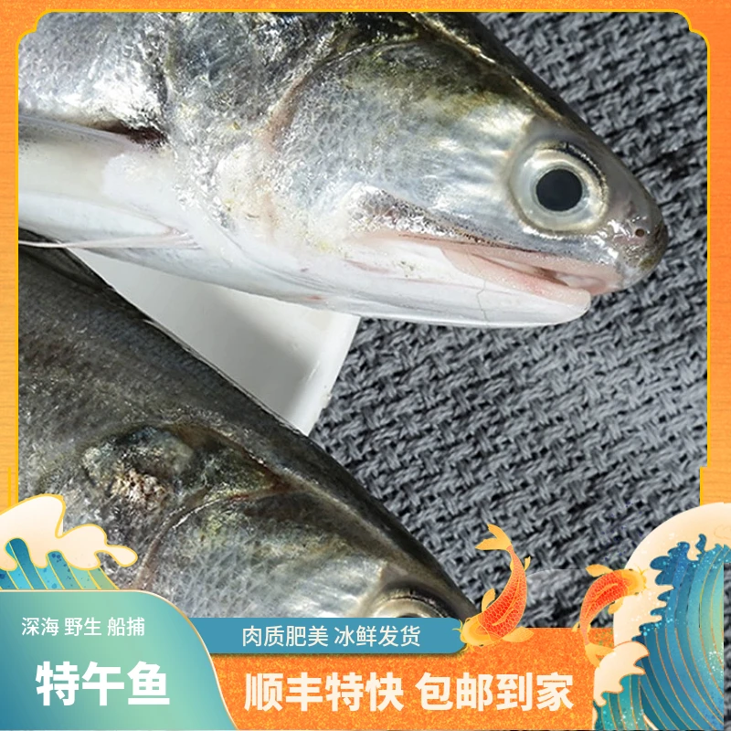 福建船捕【大特午鱼】省内当天送达