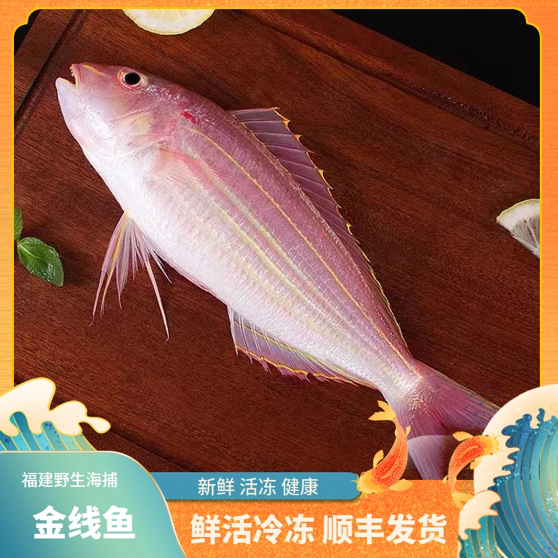 福建船捕【大金线鱼】顺丰当天冰鲜发货