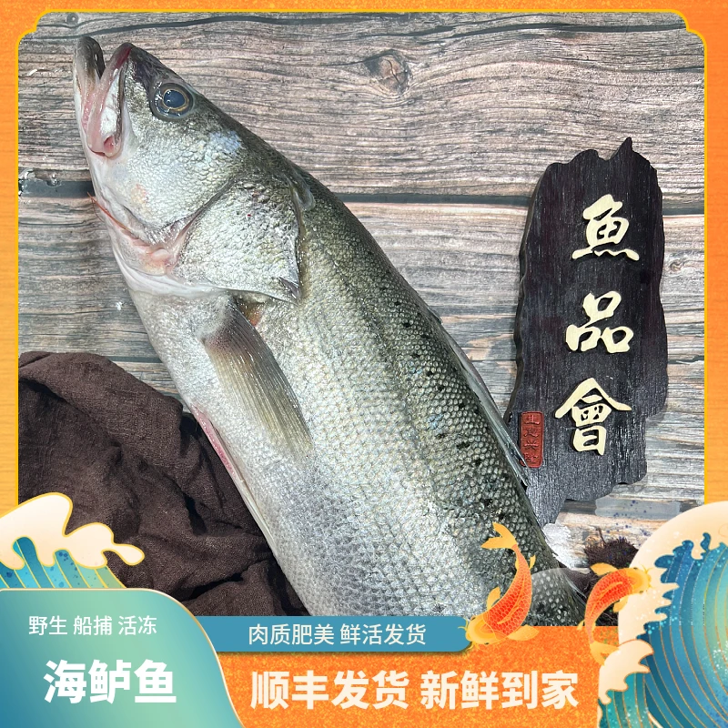 福建船捕【海鲈鱼】省内当天送达