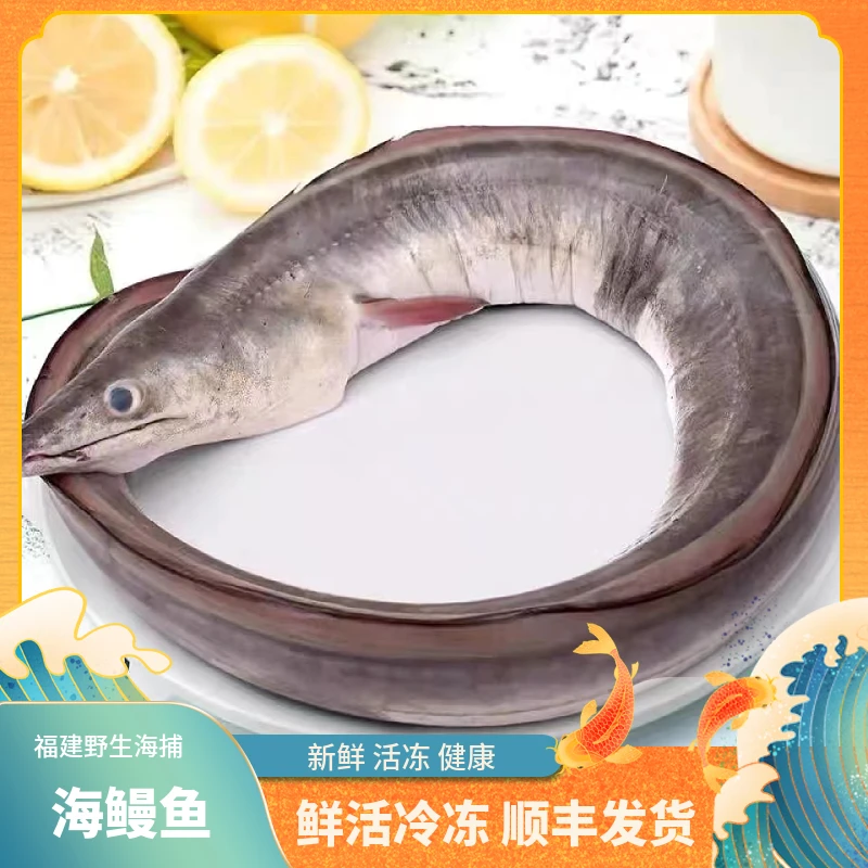 福建船捕【海鳗鱼】深海捕捞鲜活冰冻渔船直供新鲜到家净含量一斤