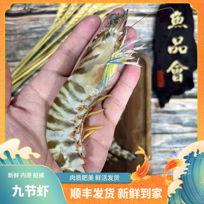 福建船捕【中秋送礼九节虾】省内当天送达