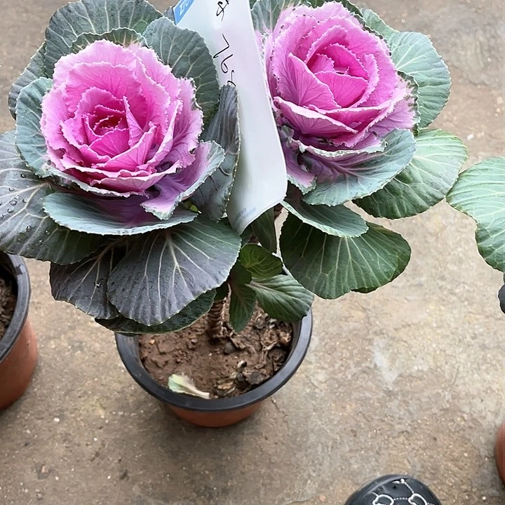 羽衣甘蓝一物一拍