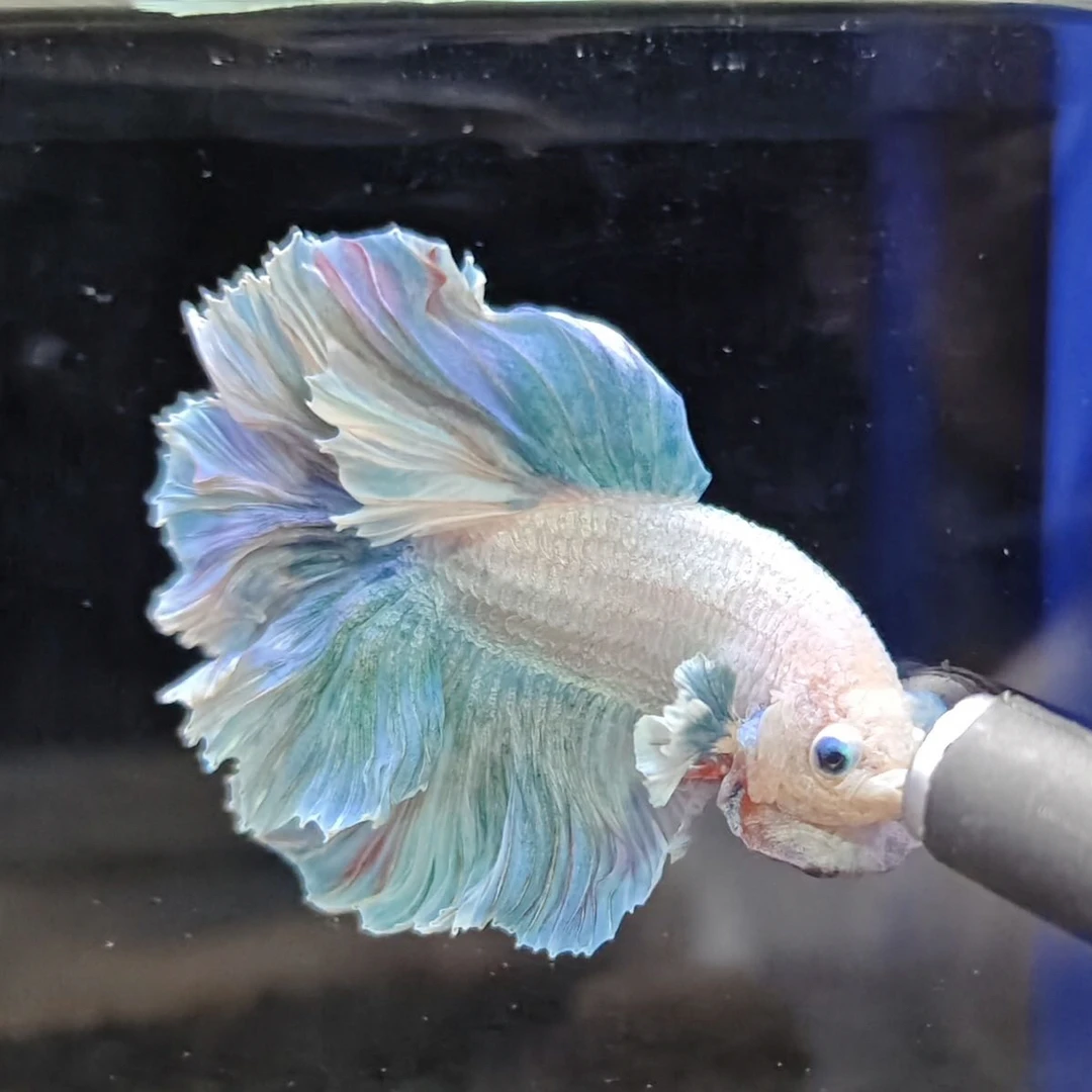 精品区直播选号201号—300号泰国斗鱼观赏鱼活体泰斗对应编号拍