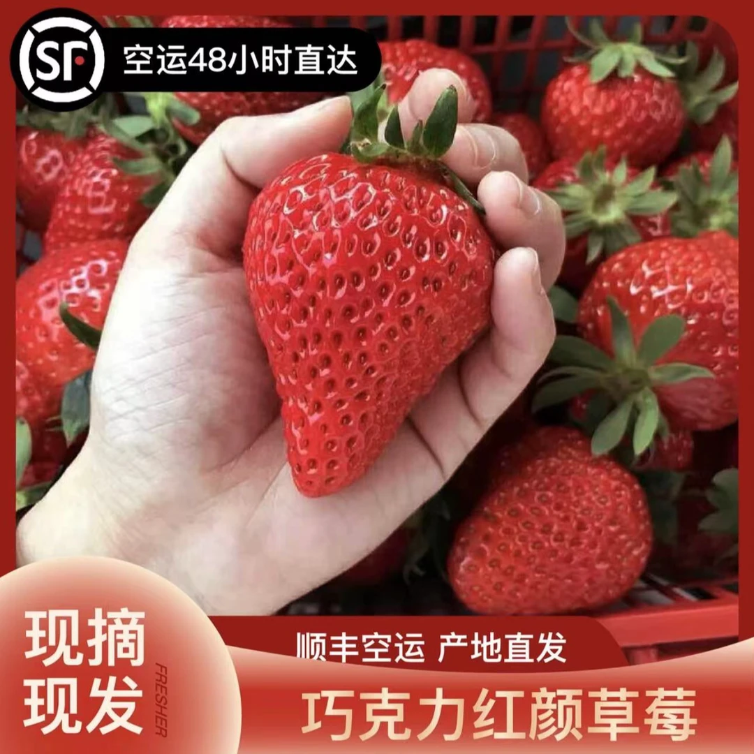 【顺丰空运包邮】大凉山红颜巧克力99草莓香味浓郁新鲜采摘坏果包赔