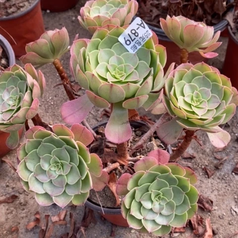 879沙拉碗满25包邮多肉