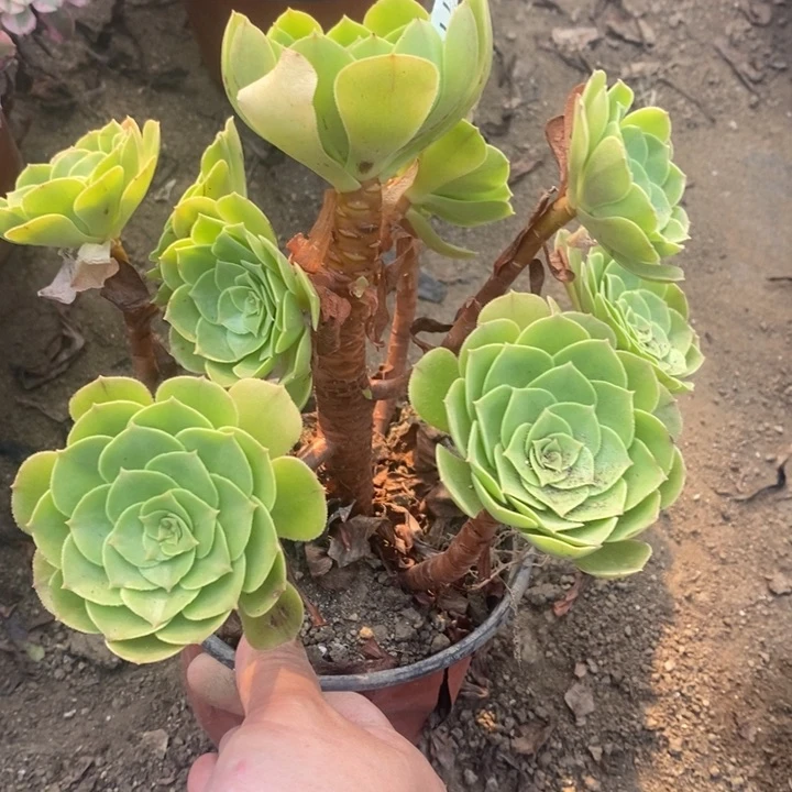 115万圣节法师锦多肉