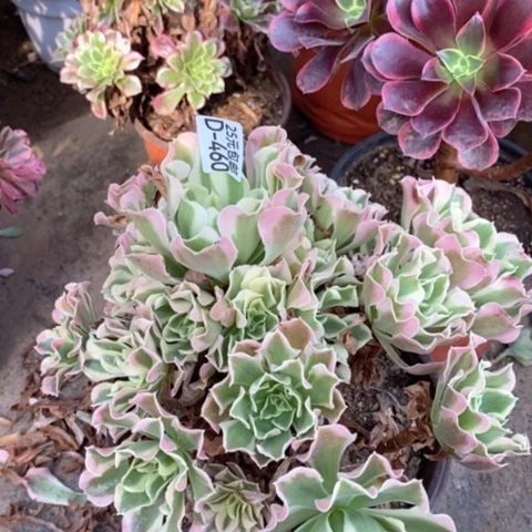 460雨花石满25包邮多肉