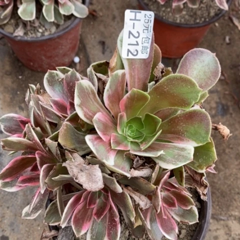 212浣纱满25包邮多肉