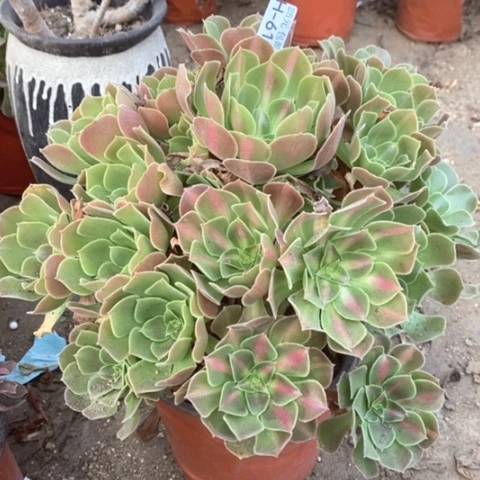 616女巫中斑满25包邮多肉