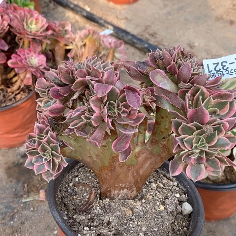 321女神缀满25包邮多肉