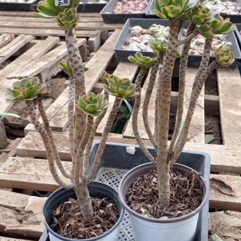 344虞姬两颗满25包邮多肉