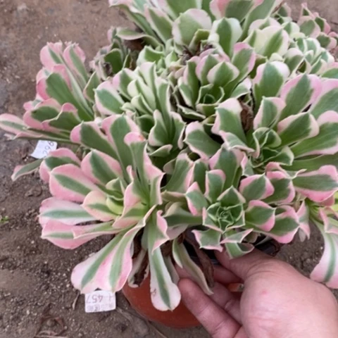 159雨花石满25包邮多肉