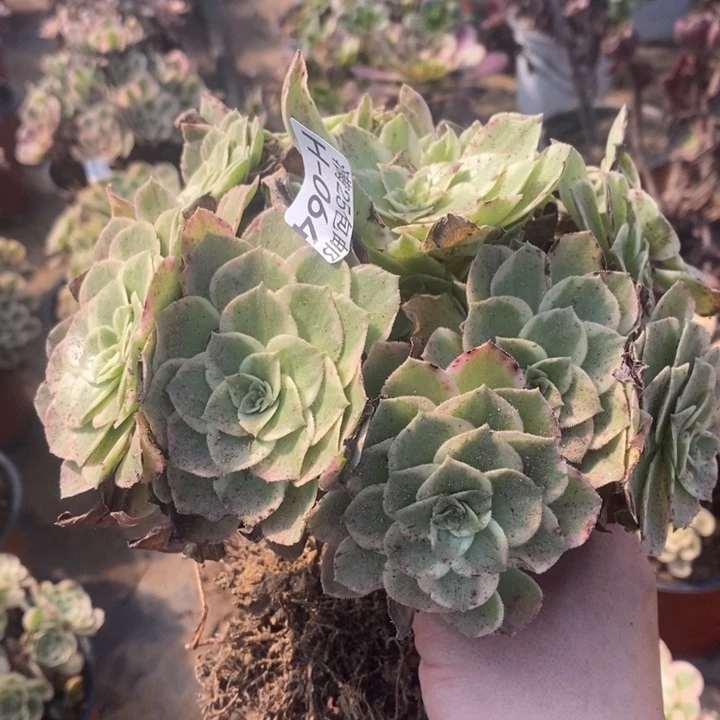 64万花筒法师锦多肉