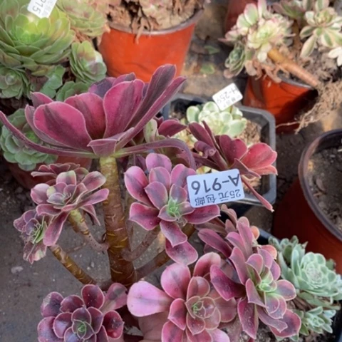 916美杜莎满25包邮多肉