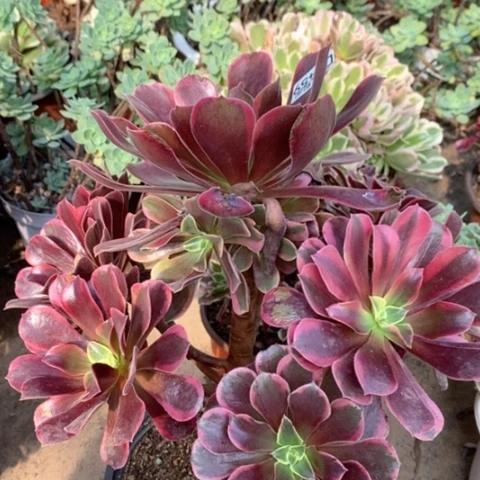 459金丝雀满25包邮多肉