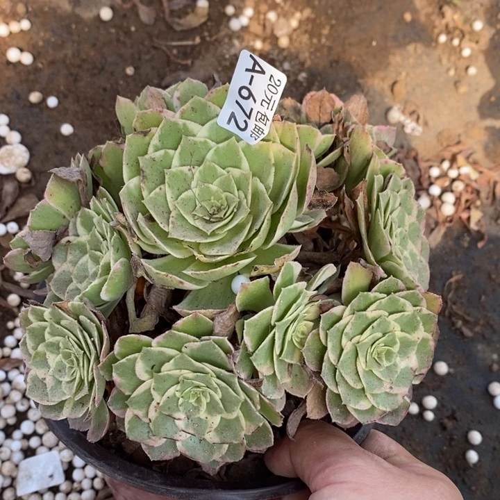 672万花筒法师锦多肉