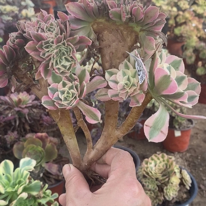 29女巫缀法师锦多肉