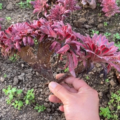 768朱雀缀满25包邮多肉