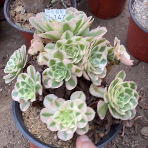 147玉姿满25包邮多肉