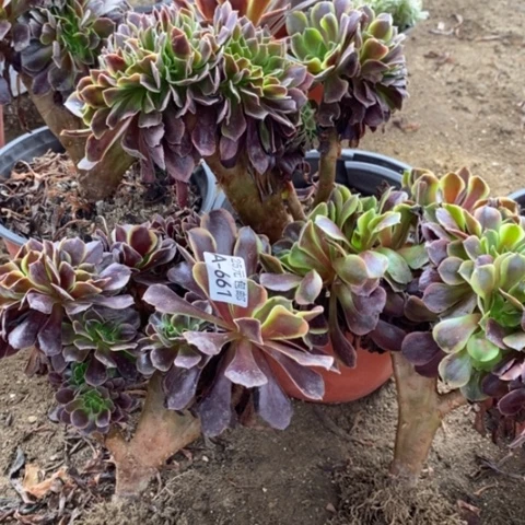 芋*。661欧嘉莉缀四颗满25包邮多肉