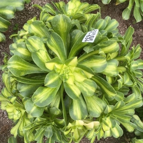 634七彩琉璃满25包邮