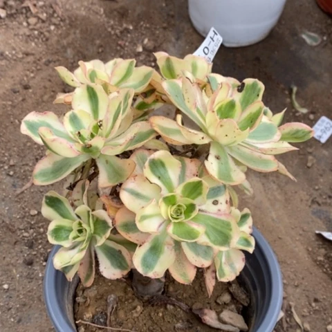 18燕姿锦砍过满25包邮多肉