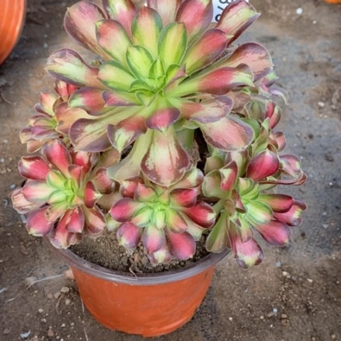 878韶华满25包邮多肉