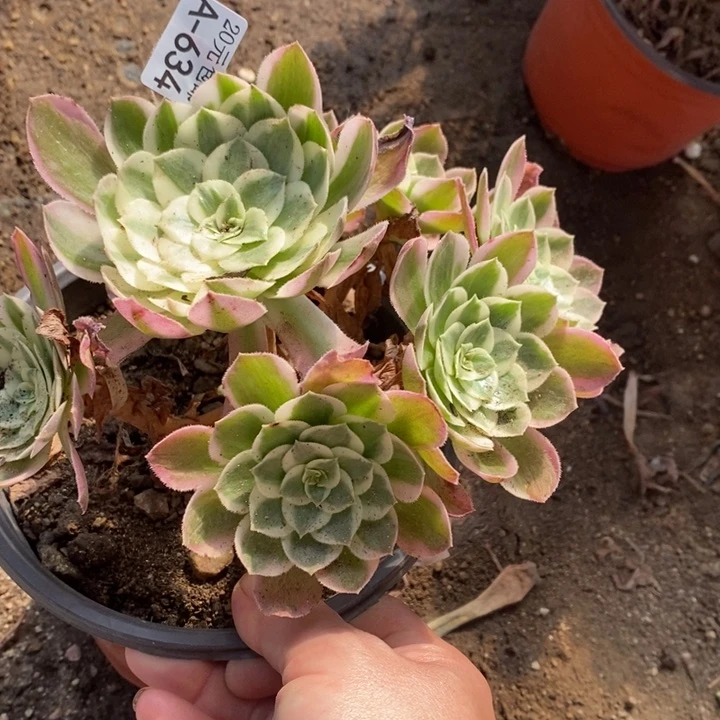 634海王法师锦多肉