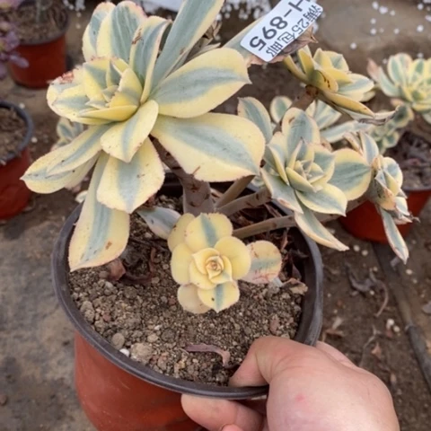 892灿烂有黑斑满25包邮多肉