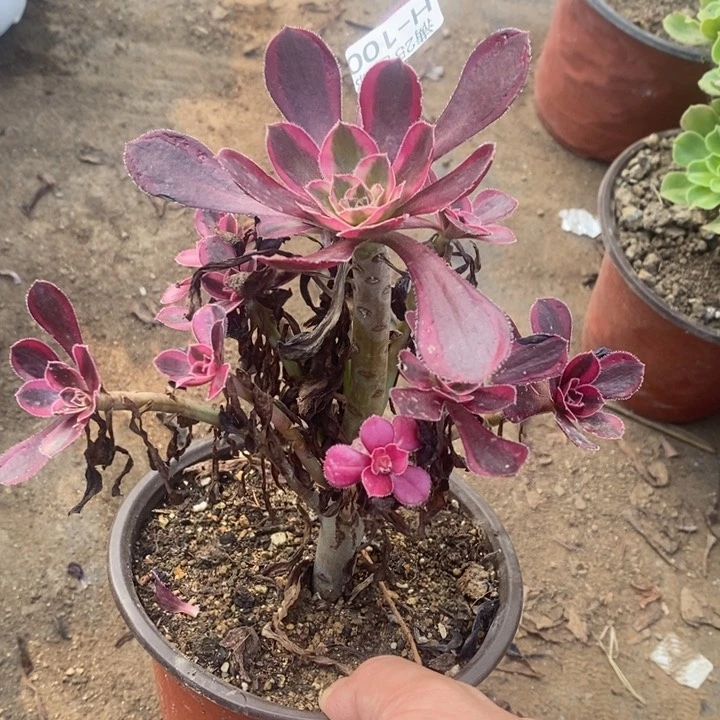 博**备100丽娜法师锦多肉