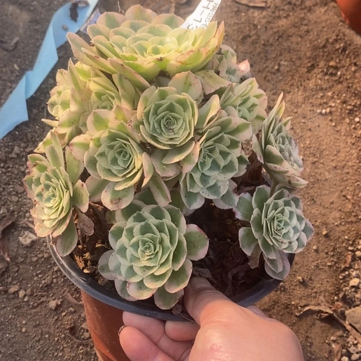 136玉姿法师锦多肉