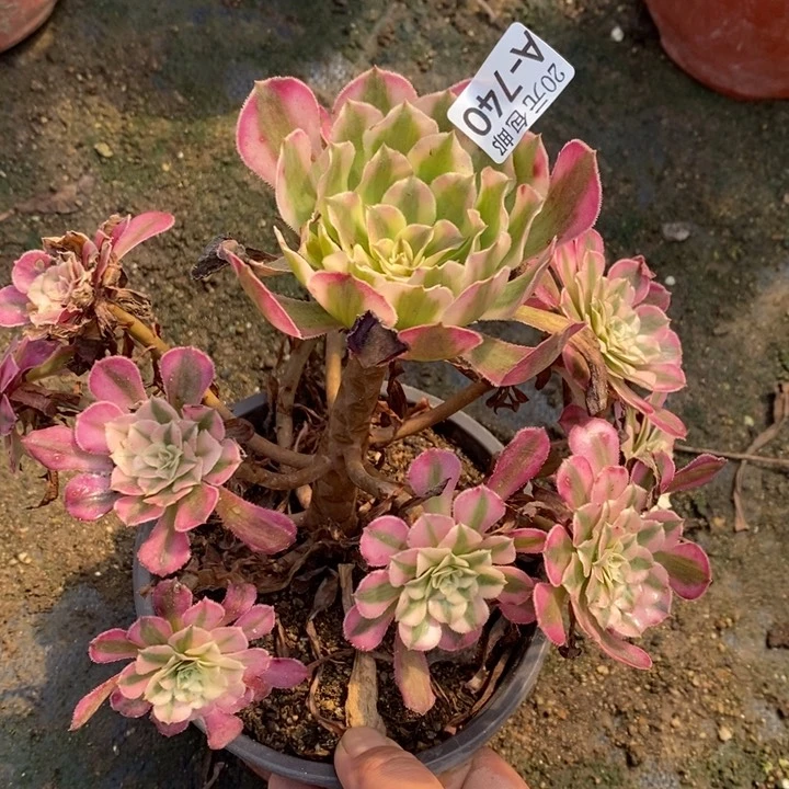 740红铜白法师锦多肉