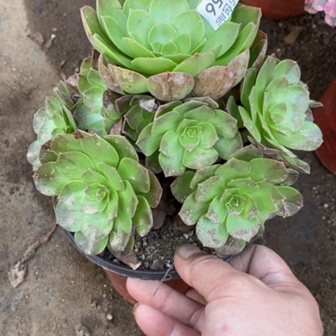 56黑魔满25包邮多肉