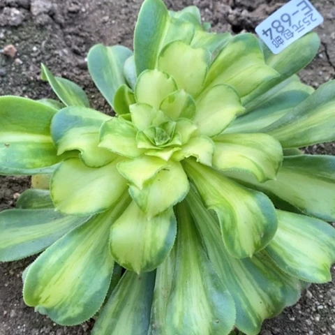 684七彩琉璃满25包邮多肉