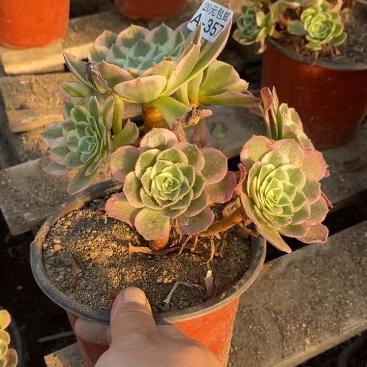 357海王法师锦多肉