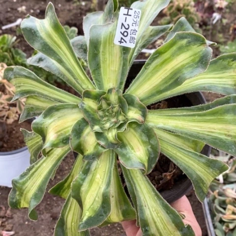 294暴君满25包邮多肉