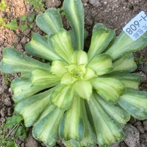 608七彩琉璃满25包邮多肉