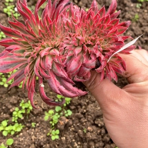 366朱雀缀满25包邮多肉