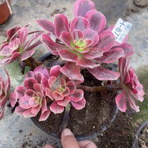 872美杜莎满25包邮多肉