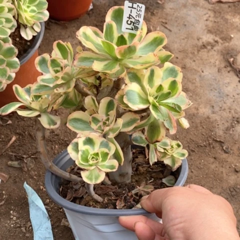 451燕姿锦砍过满25包邮多肉